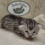 Mau silver female DOB 8-11-22