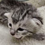 Mau silver female DOB 8-11-22