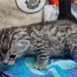 Mau silver female DOB 8-11-22