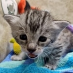 Mau silver female DOB 8-11-22