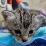 Mau silver female DOB 8-11-22