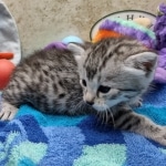 Mau silver female DOB 8-11-22