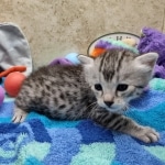 Mau silver female DOB 8-11-22