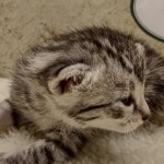 Mau silver female DOB 8-11-22