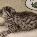 Mau silver female DOB 8-11-22