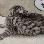 Mau silver female DOB 8-11-22