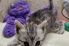Onofria (Onia) Egyptian Mau Silver Female #1 DOB 8/19/22