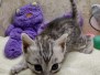 Onofria (Onia) Egyptian Mau Silver Female #1 DOB 8/19/22