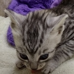 Mau Silver female DOB 8-19-22