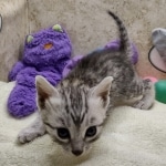 Mau Silver female DOB 8-19-22