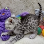 Mau Silver female DOB 8-19-22