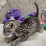 Mau Silver female DOB 8-19-22