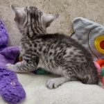 Mau Silver female DOB 8-19-22