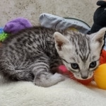 Mau Silver female DOB 8-19-22