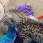 Mau Silver female DOB 8-19-22