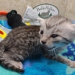 Mau Silver female DOB 8-19-22