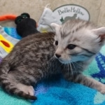 Mau Silver female DOB 8-19-22