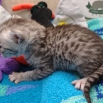 Mau Silver female DOB 8-19-22