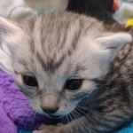 Mau Silver female DOB 8-19-22