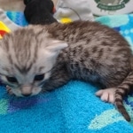 Mau Silver female DOB 8-19-22