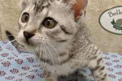 Beebaah Egyptian Mau Silver Female #1 DOB 8-30-23