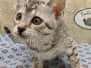 Beebaah Egyptian Mau Silver Female #1 DOB 8-30-23