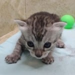 Egyptian Mau Silver female
