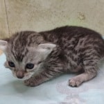 Egyptian Mau Silver female