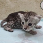 Egyptian Mau Silver female