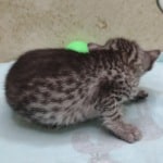 Egyptian Mau Silver female