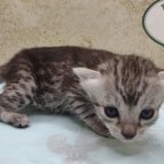 Egyptian Mau Silver female