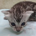 Egyptian Mau Silver female