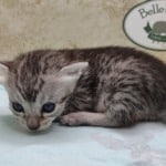 Egyptian Mau Silver female