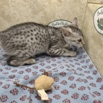 Beebaah Silver Mau female