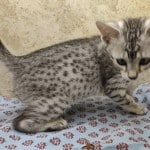 Beebaah Silver Mau female