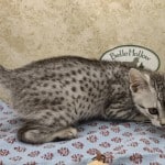 Beebaah Silver Mau female