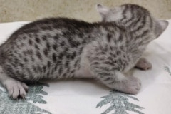 Cleo Egyptian Mau Silver female #1 DOB 8/7/24