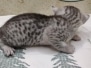 Cleo Egyptian Mau Silver female #1 DOB 8/7/24