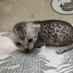 Egyptian Mau silver female DOB 8-7-24