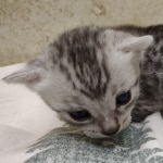 Egyptian Mau silver female DOB 8-7-24