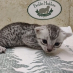 Egyptian Mau silver female DOB 8-7-24