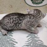 Egyptian Mau silver female DOB 8-7-24