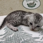 Egyptian Mau silver female DOB 8-7-24