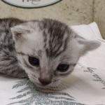 Egyptian Mau silver female DOB 8-7-24