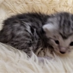 Mau, Silver, Female #1 DOB 9-28-19