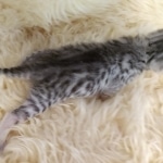 Mau, Silver, Female #1 DOB 9-28-19