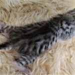 Mau, Silver, Female #1 DOB 9-28-19