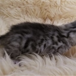 Mau, Silver, Female #1 DOB 9-28-19