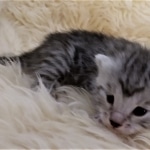 Mau, Silver, Female #1 DOB 9-28-19