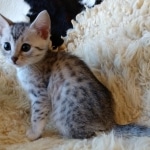 Mau, Silver, Female #1 DOB 9-28-19